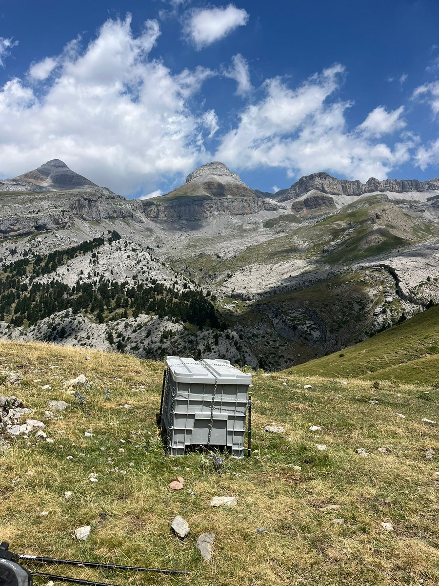 CITAAragon's tweet image. La semana pasada se realizó la subida de sal en helicóptero a los puertos de montaña para el ganado de La Garcipollera 🚁🏔️🐑
