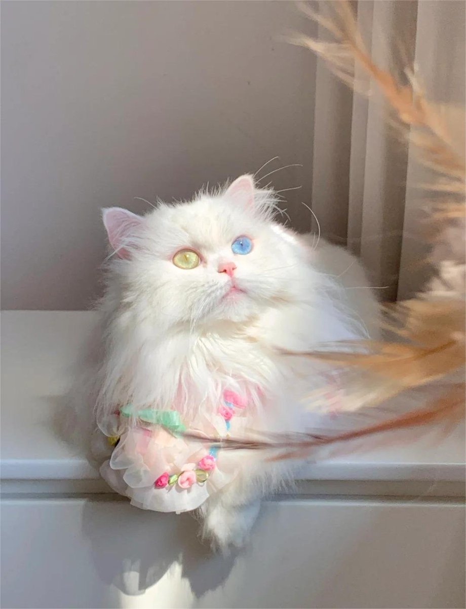 It looks sweet and soft, but in fact, the mouth and feet are also close together. 😻