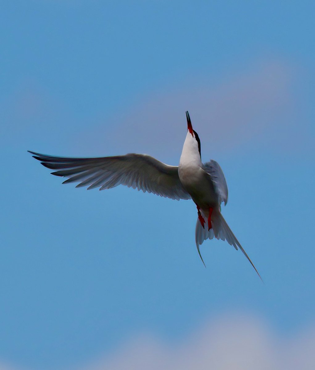 TomCadwallender's tweet image. “Tern Around Bright Eyes” Roseate Tern reaches for the sky on the Northumberland coast. ⁦@NTBirdClub⁩