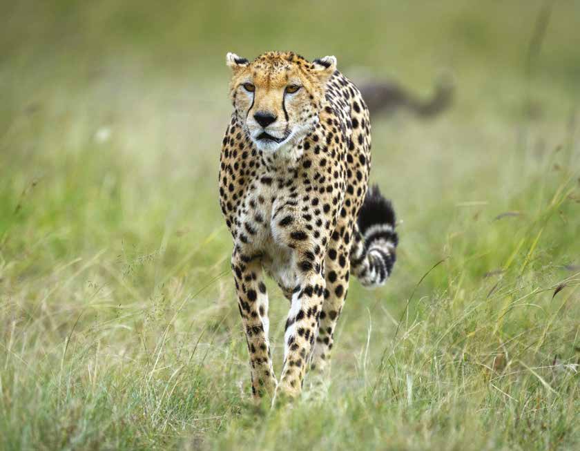 🌍 Why Kenya’s Cheetahs Don’t Belong in India

With fewer than 1,200 left, Kenya’s cheetahs face a new threat: a plan to export 20 to India.

We unpack this in the latest #Swaramagazine

Grab your copy today: shop.swara.co.ke

#VoiceOfConservation #Cheetahs #KenyaWildlife