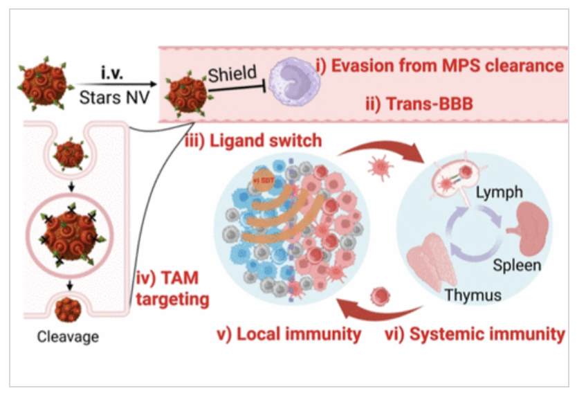 acsnano's tweet image. Stars NV, a sonodynamic nanovaccine, subsequently penetrates BBB, targets TAMs, & reprograms immune environment of glioblastoma. It enhances T cell response, inhibits tumor growth, & offers a noninvasive therapy with improved survival.
Read it here 🔗 go.acs.org/cV6