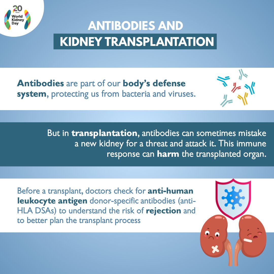 Having a high number of antibodies against various tissue types can increase your risk of rejecting a kidney transplant. If these antibodies specifically target a potential donor's tissue, the likelihood of rejection becomes significantly higher.

#WorldKidneyDay
