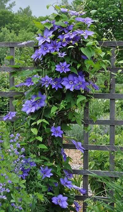 BlackbirdPagan's tweet photo. #Clematis
#NativeVines
#NativeAmericanPlantWeek https://t.co/juLEBPn8Jn