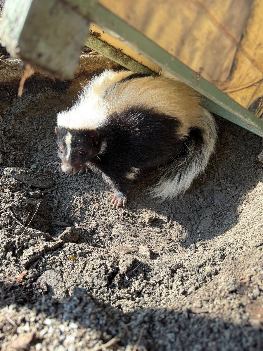 NYstateparks's tweet image. Meet Coriander and Sage, the new skunks at Bear Mountain State Park Trailside Museum and Zoo! They were rescued from an Ohio operation, where they were being inhumanely raised for their pelts and urine. Unable to be released, they're now ambassadors for their species.