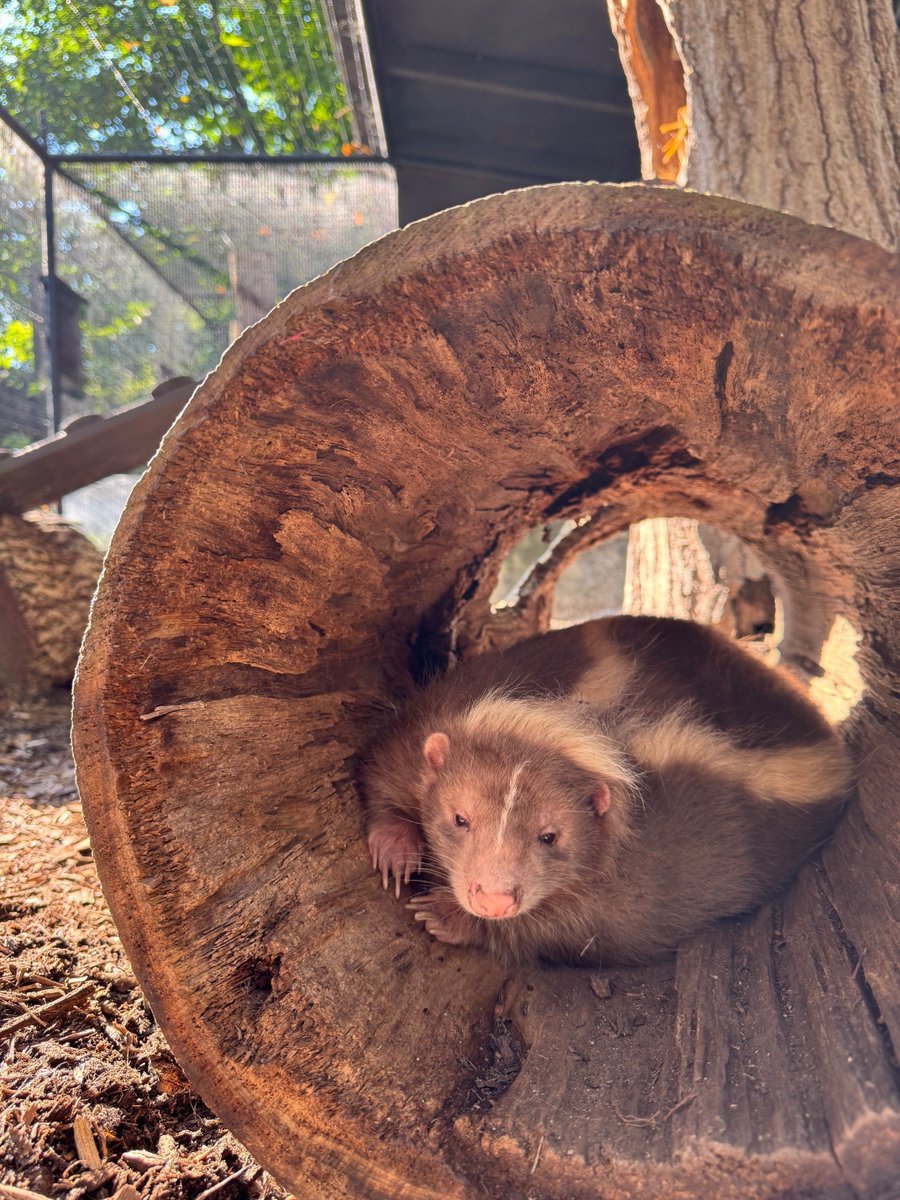 NYstateparks's tweet image. Meet Coriander and Sage, the new skunks at Bear Mountain State Park Trailside Museum and Zoo! They were rescued from an Ohio operation, where they were being inhumanely raised for their pelts and urine. Unable to be released, they're now ambassadors for their species.