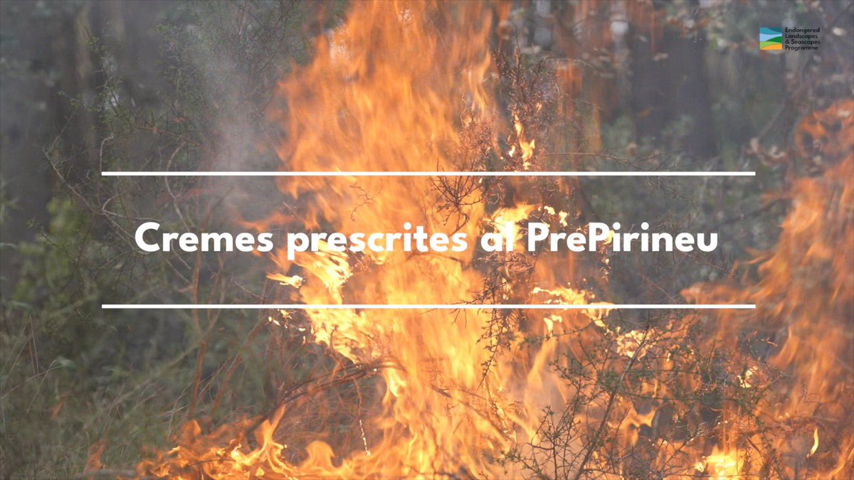 PauCostaF's tweet image. 👉 Ja podeu veure l’últim vídeo amb idees 💡 per aconseguir paisatges més resilients en el marc del projecte #WildPrePyrenees
En aquest darrer capítol, @bomberscat ens parlen de les cremes prescrites i de la seva importància com a eina natural per gestionar punts estratègics del…