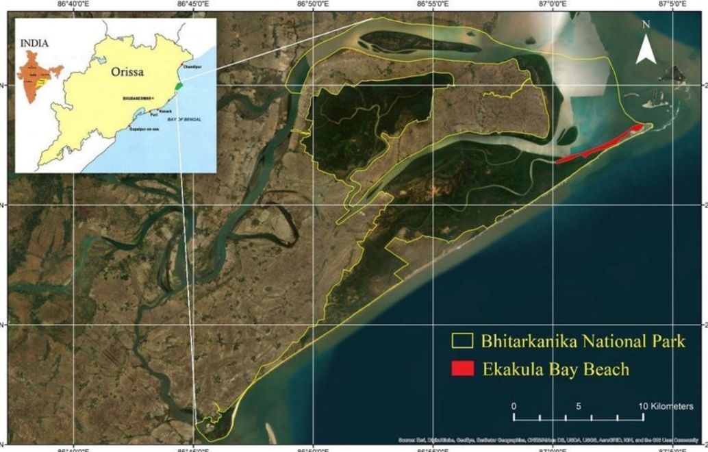 CrocSpecGroup's tweet image. Crocodiles on the rise from natural recruitment and the head-start program! 🐊
The results of the January 2025 census of Crocodylus porosus (Estuarine or Saltwater crocodile) in the river systems in/around the Bhitarkarnika National Park in Odisha, India:iucncsg.org/365_docs/attac…