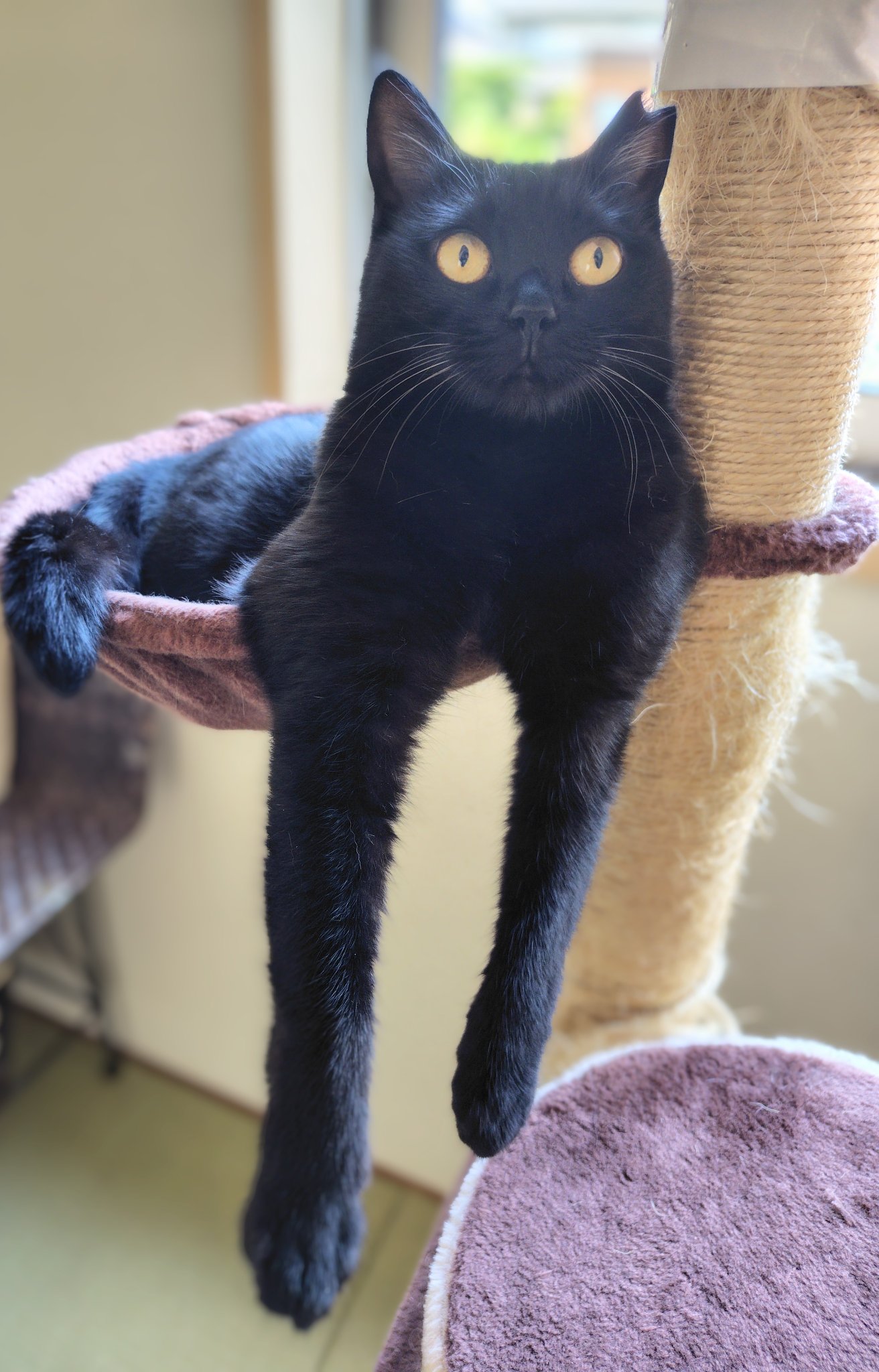 黒猫くまこ🐈‍⬛🐾 on X: 