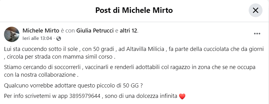 zampa_qua's tweet image. URGENTISSIMO ๐๐๐๐โ๏ธ3895979644 ๐"Non vogliono premi o cibo, giocattoli o caramelle, vogliono solo te". facebook.com/michelemirto/pโฆ Da giorni,circola per strada con mamma ha di 50 giorni๐ญsoffre il caldo, vi prego e bellissimo #4voiceless