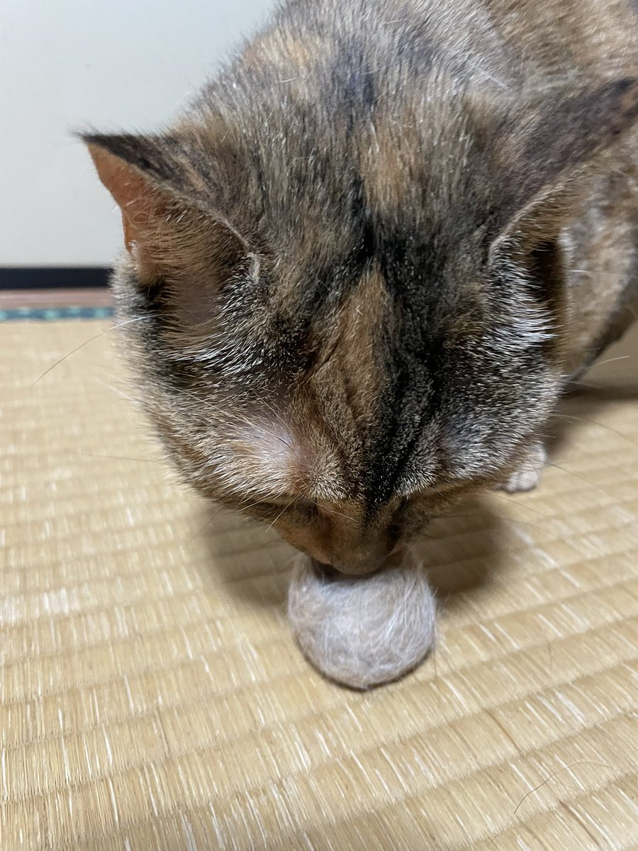 mheyheym's tweet image. こむぼーる
