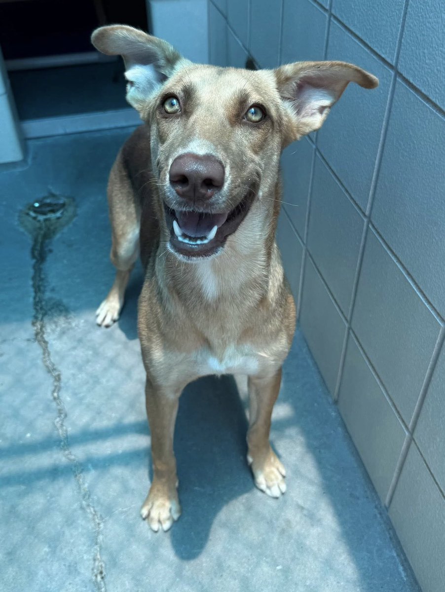 Leporidae11410's tweet image. Her beauty could 🌟SHINE🌟
in the middle of a coal mine!
Such a GORGEOUS girl, inside & out! CANELA #A379917, 10 month old Shepherd mix, finds herself trapped in the middle of a dark, hellish experience that she can't comprehend! Such a VERY GOOD girl! 💖
Longing to come out…