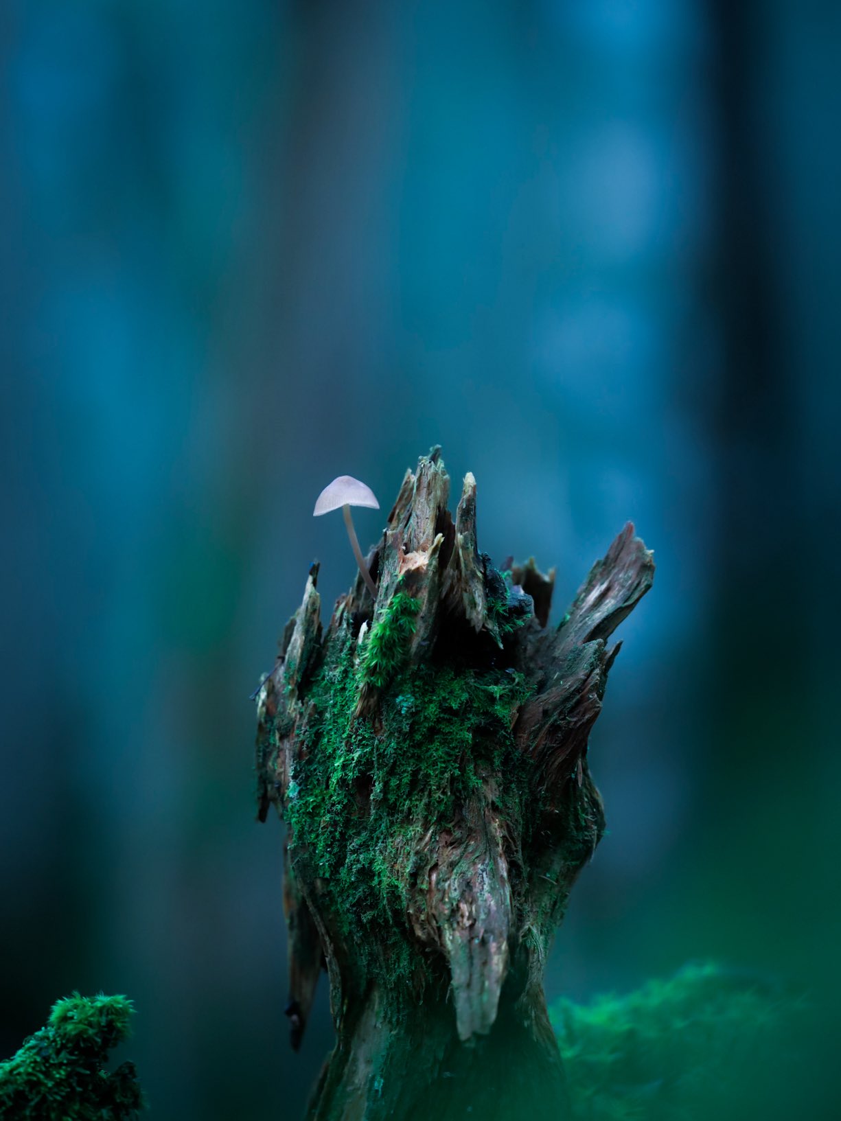 キノコ♡ 新発売】ソーラーガーデンライト「このきのこ」が新登場