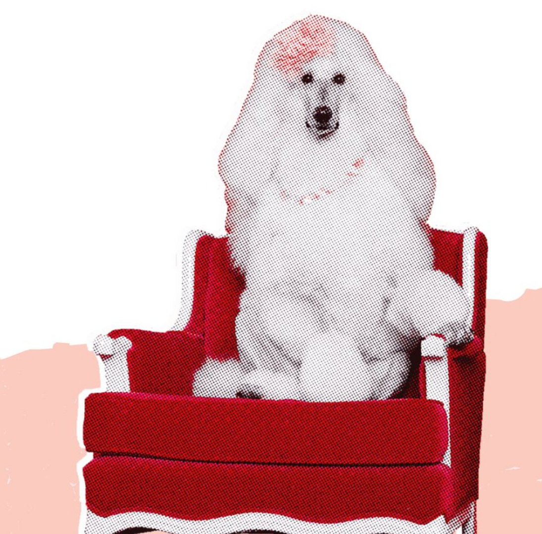 shoveitjack's tweet image. MOTHERF***ING POODLE!!!! I HATE YOU WITH THE SEARING HEAT OF 100,000 EXPLODING SUNS!!!
Ahem...Sorry for the uncontrolled outburst.
If you know, you know.
