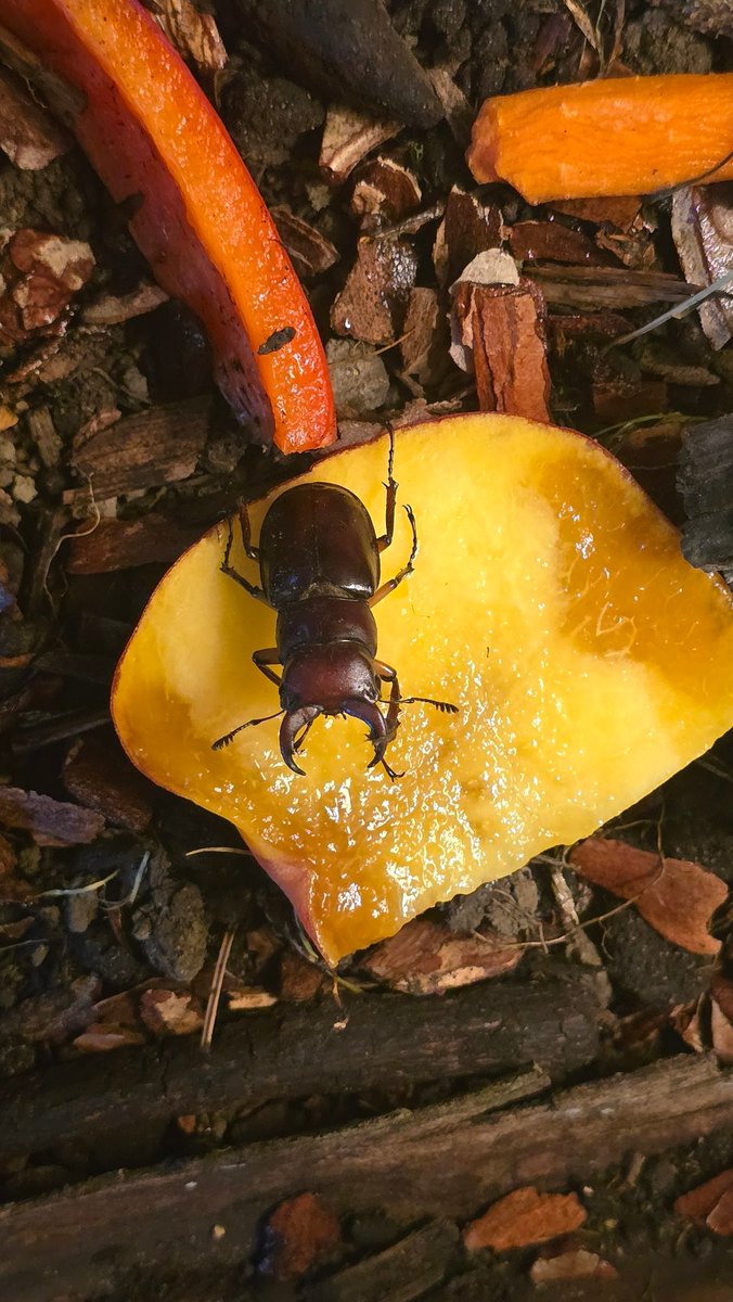 BlueGillAlters's tweet image. Gluttonous Creature
You do not need so much nectarine