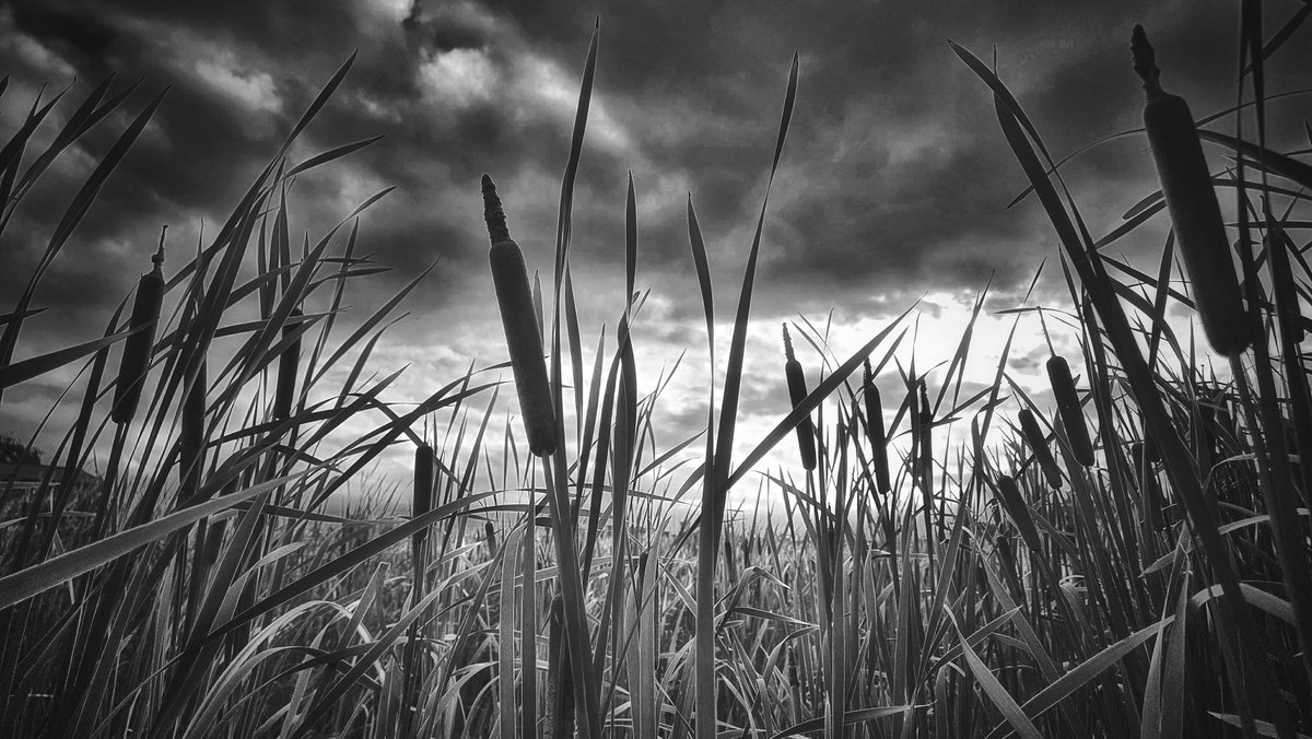 Morning Among the Cattail.
I always think of the White Hare of Inaba (a Japanese myth) whenever I see cattail spikes.
