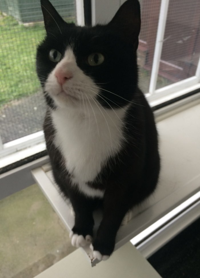 davidsupercat's tweet image. Here’s a picture of Mrs. Wiggles in 2019 at the cat sanctuary /re-homing centre where I worked.
Quite a lot slimmer then! 😂