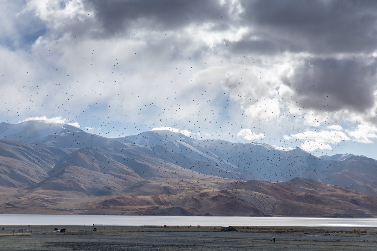 i was revisiting some photos I took in ladakh last october and came across this one.
i couldn’t figure out what bird flock this is. They were flying in huge numbers. altitude 4k meters, just before winters.

any idea what they could be?

tso moriri, ladakh
october 2024