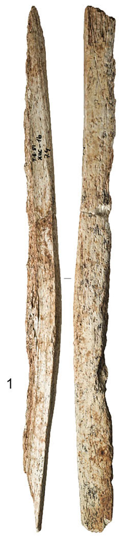 Las excavaciones realizadas en Tito Bustillo siguen aportando información. En #NatureCommunications se han dado a conocer3️⃣artefactos realizados en hueso de cetáceo procedentes de las intervenciones realizadas en los años 70 del siglo pasado,2️⃣de ellas en hueso cachalote