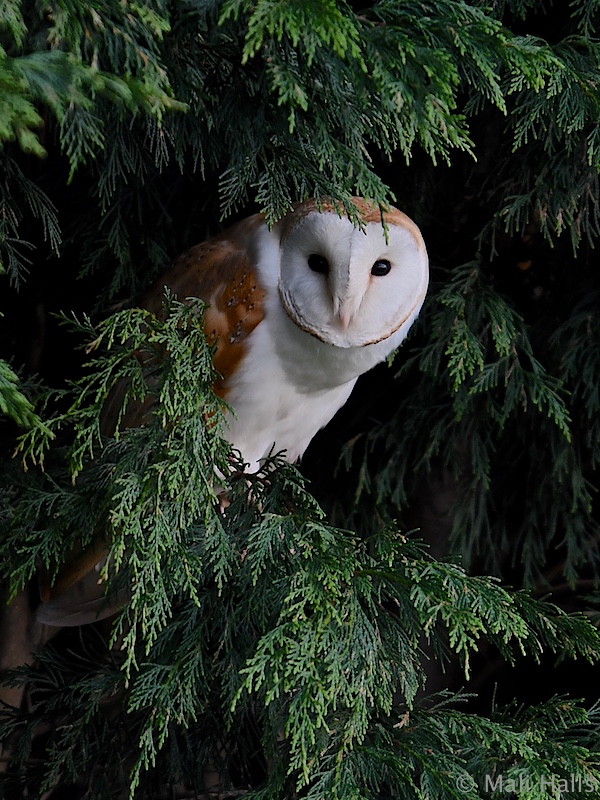 Barn Owl.

#BirdTwitter #Nature #Photography #wildlife #birds #TwitterNatureCommunity #birding #NaturePhotography #birdphotography #WildlifePhotography #Nikon