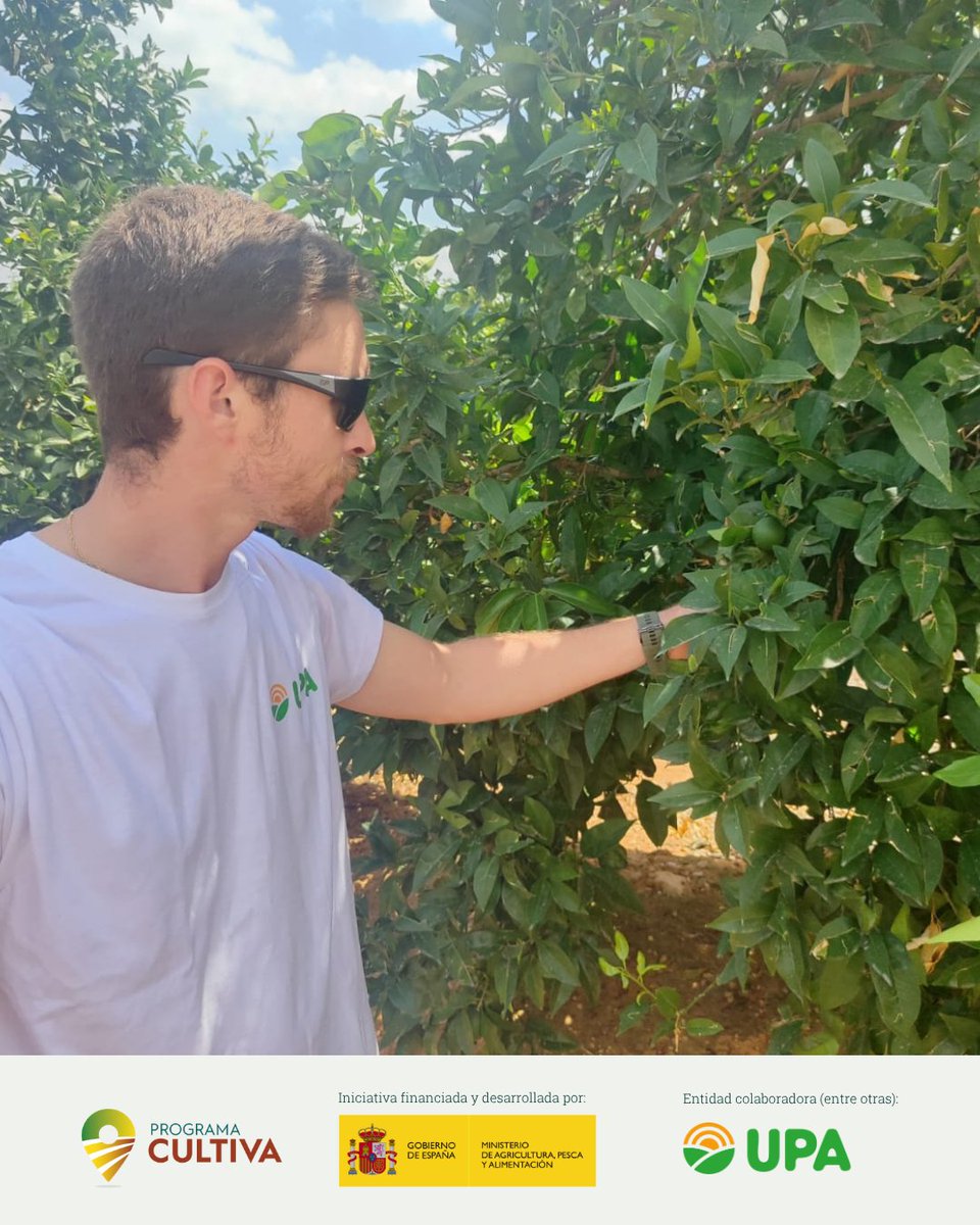 RAICES_info's tweet image. 📍 ¡Última parada de esta edición del #ProgramaCULTIVA: #Valencia! 🔚

Jesús Arastey está en Agrobayo, explotación referente que ha sabido adaptarse al nuevo contexto del sector: reconversión varietal, injertos de precisión y producción integrada 🍊
