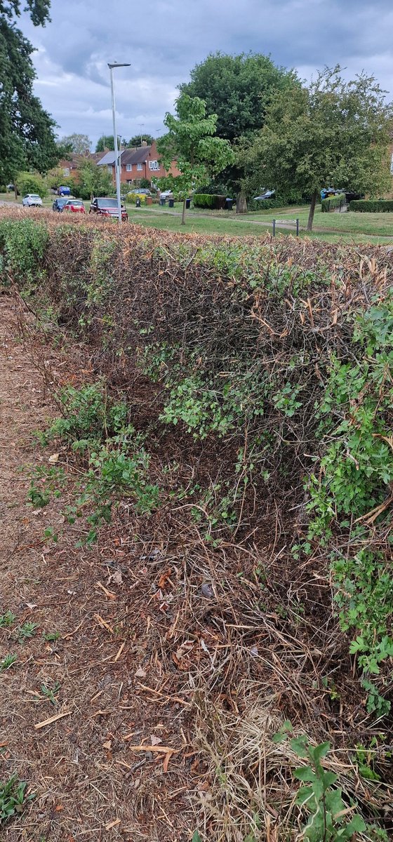 cyclebirdman's tweet image. Why do you flail hedgerows at King George V playing fields in July yearly ? just when all the fruits and seeds are forming to help sustain wildlife through the winter and birds will still be nesting ?@WelHatCouncil awful management @rspb @_JoelAshton