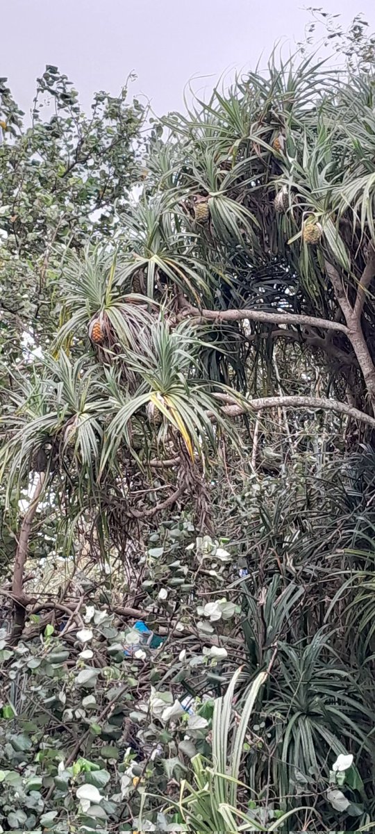 DecorHtd's tweet image. **Pandanus amaryllifolius** It's a tropical plant with fragrant, long, narrow leaves used in cooking and traditional medicine. #Pandan #Screwpine #TropicalPlants #HerbalMedicine #CulinaryHerbs