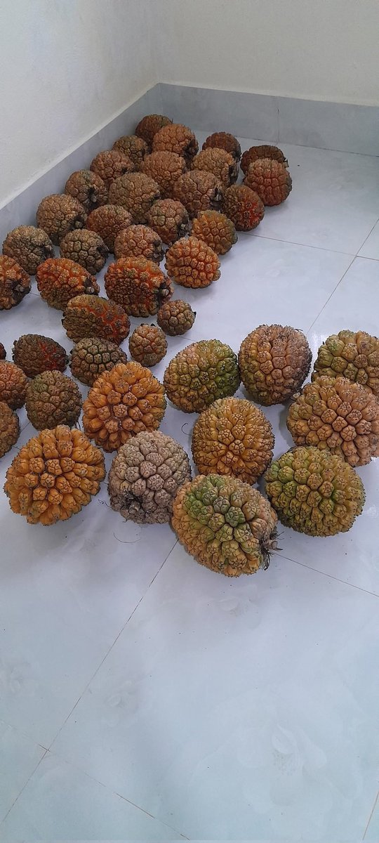 DecorHtd's tweet image. **Pandanus amaryllifolius** It's a tropical plant with fragrant, long, narrow leaves used in cooking and traditional medicine. #Pandan #Screwpine #TropicalPlants #HerbalMedicine #CulinaryHerbs