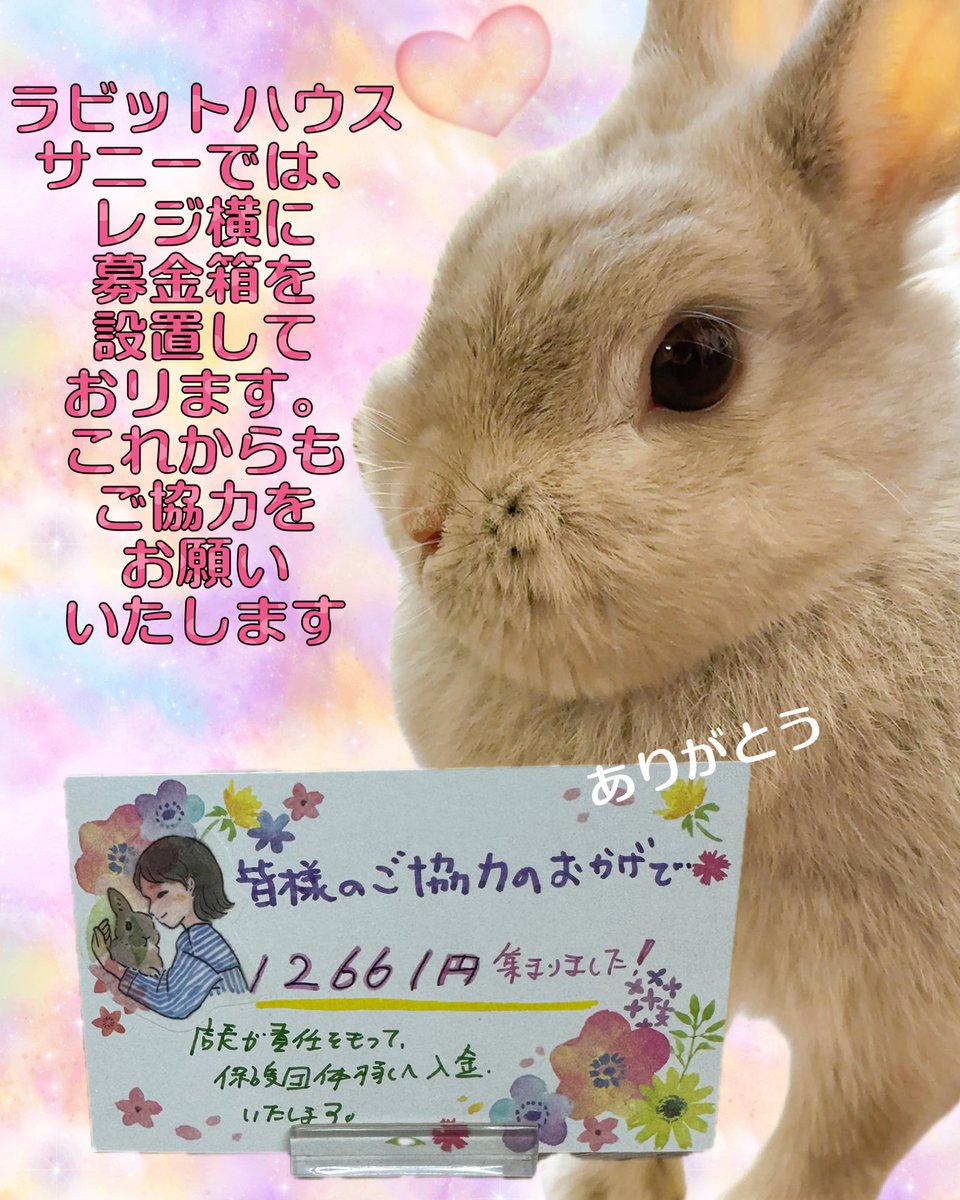 RabbitHSunny's tweet image. いつもご協力をありがとうございます！
＃横須賀のうさぎ専門店　#横須賀