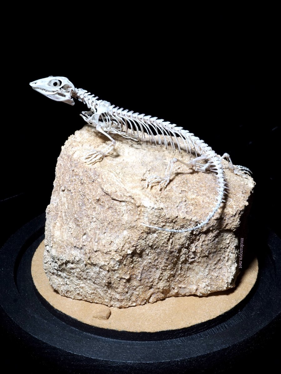 mukuroyahonpo's tweet image. サンドフィッシュスキンク 骨格標本
Scincus scincus
全長15cmほど
砂の魚🏜
顔は新幹線、手足はモグラ🏜
骨格標本チッコイシリーズです。
12×15cmほどのガラスドームに入れて、今週末のワンフェスで販売します。