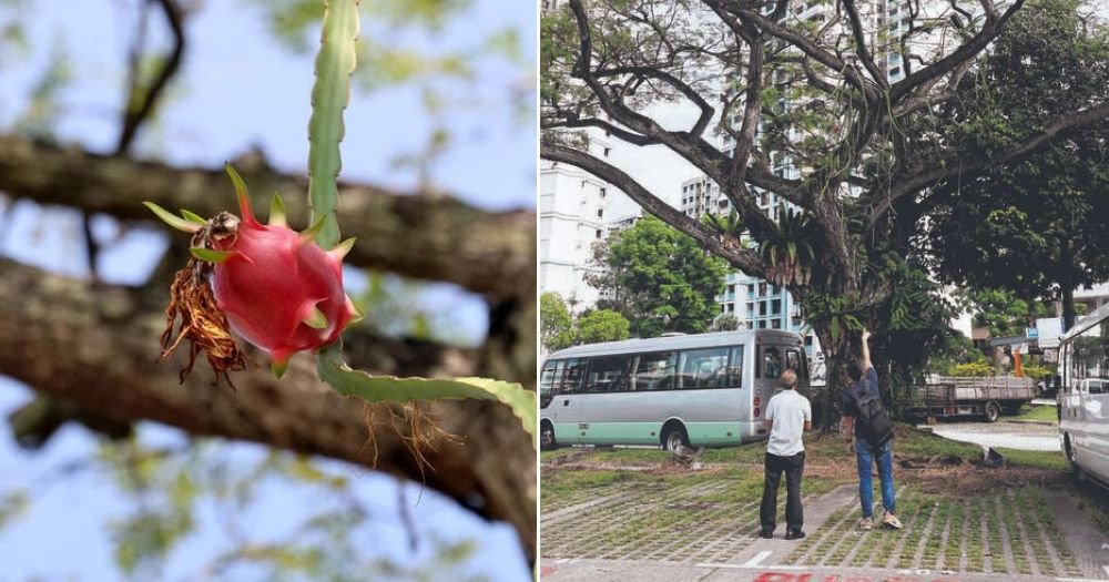 MothershipSG's tweet image. Dragon fruit seen growing on trees in Ang Mo Kio & other parts of S'pore bit.ly/3TUcHOk