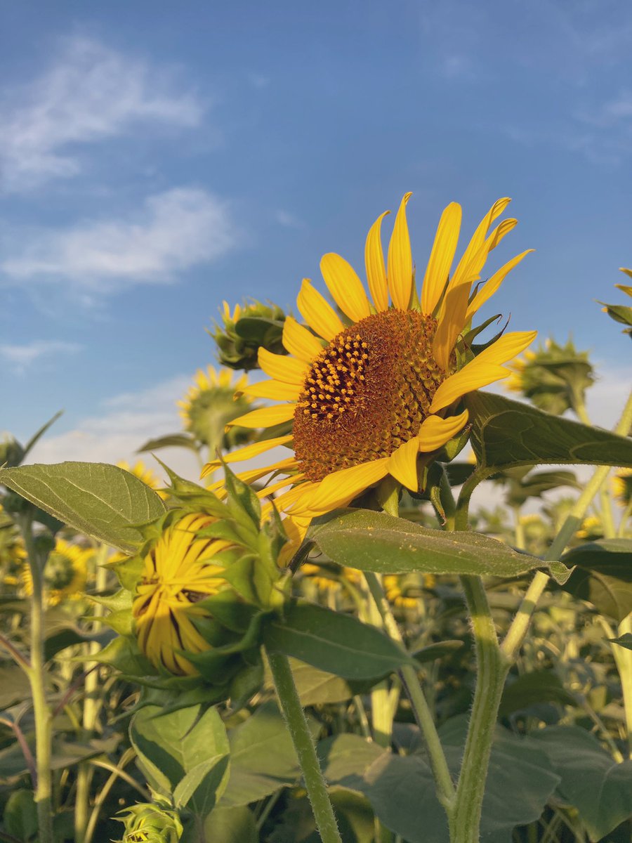 r5i6c0e's tweet image. 🌻