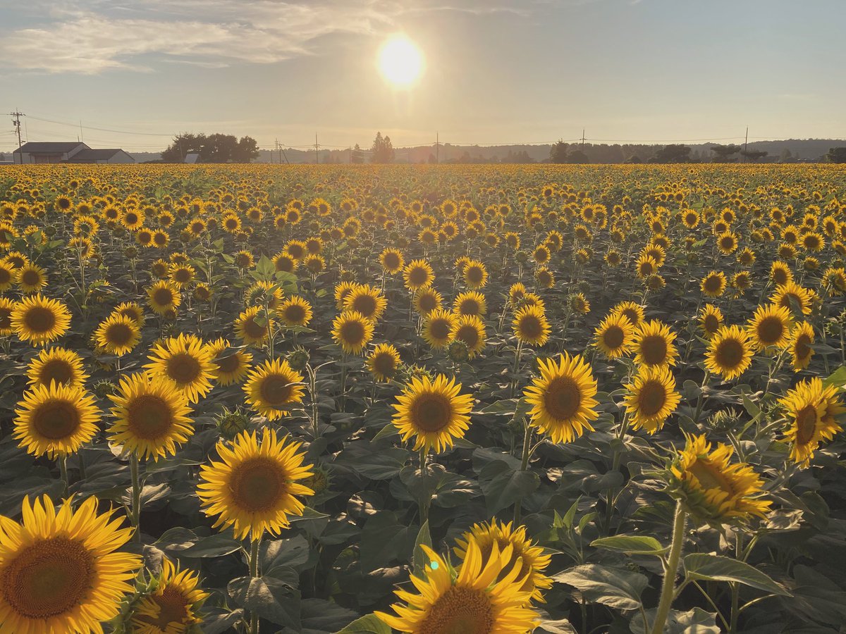 r5i6c0e's tweet image. 🌻