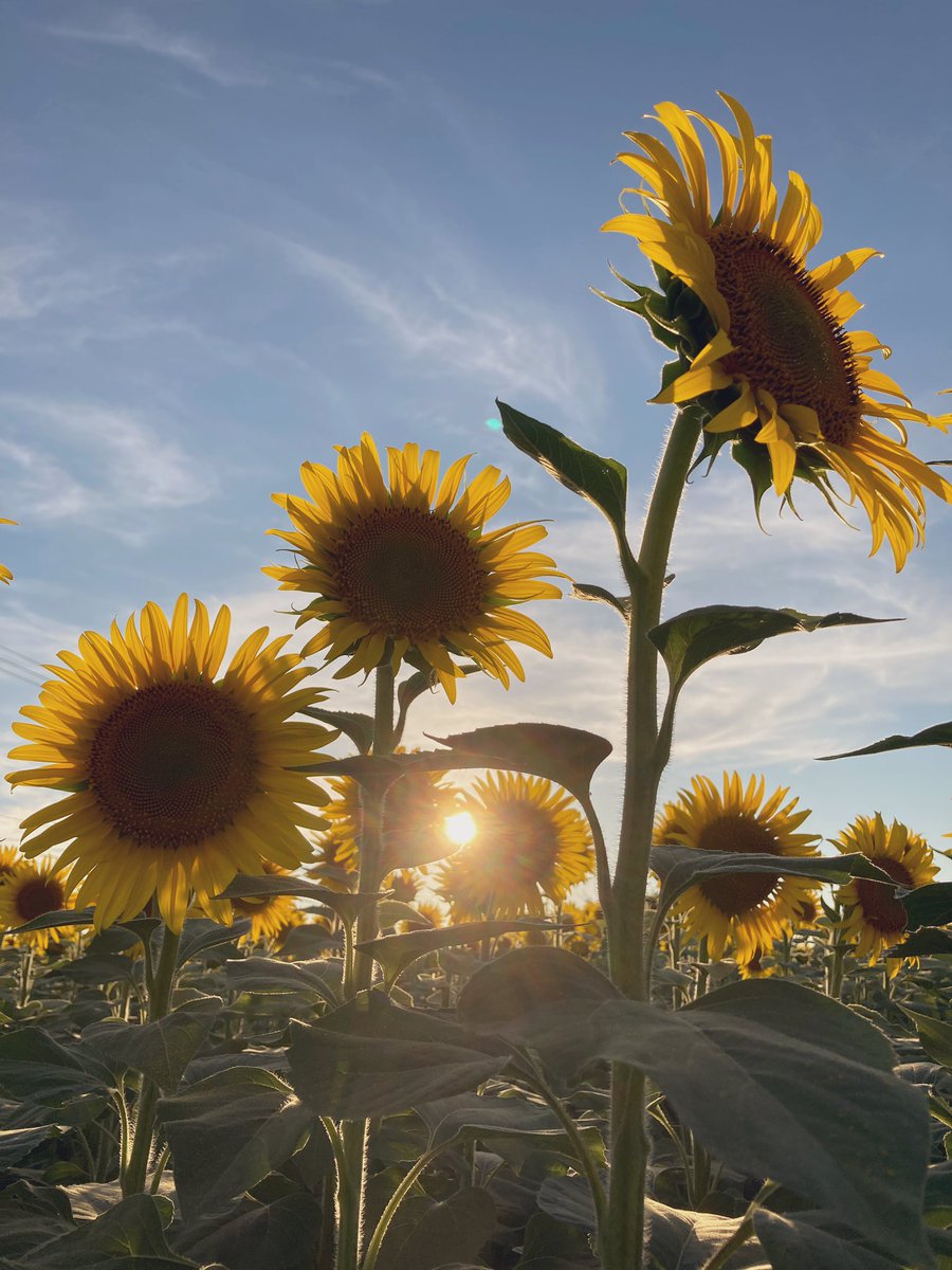 r5i6c0e's tweet image. 🌻