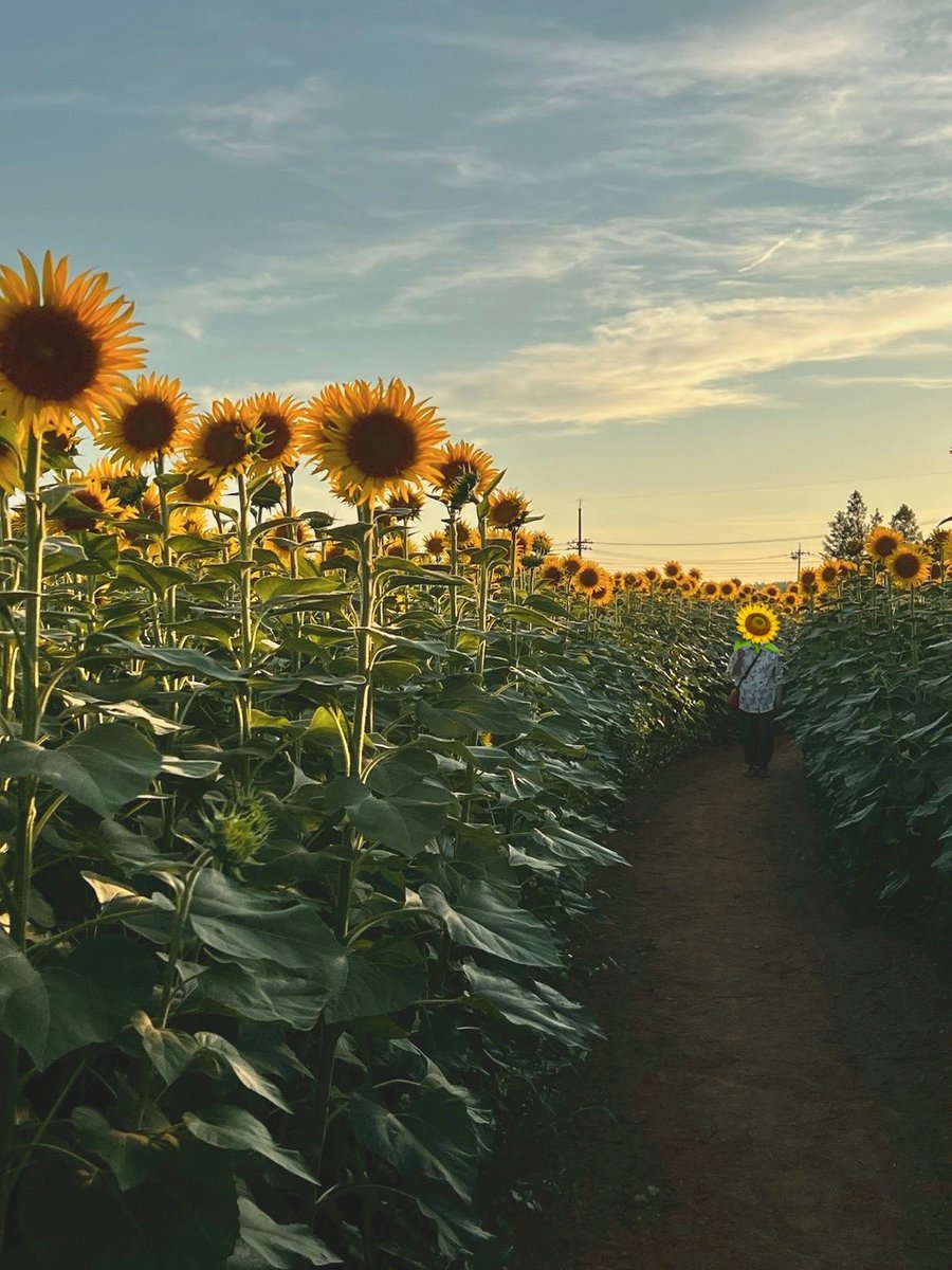 r5i6c0e's tweet image. 🌻