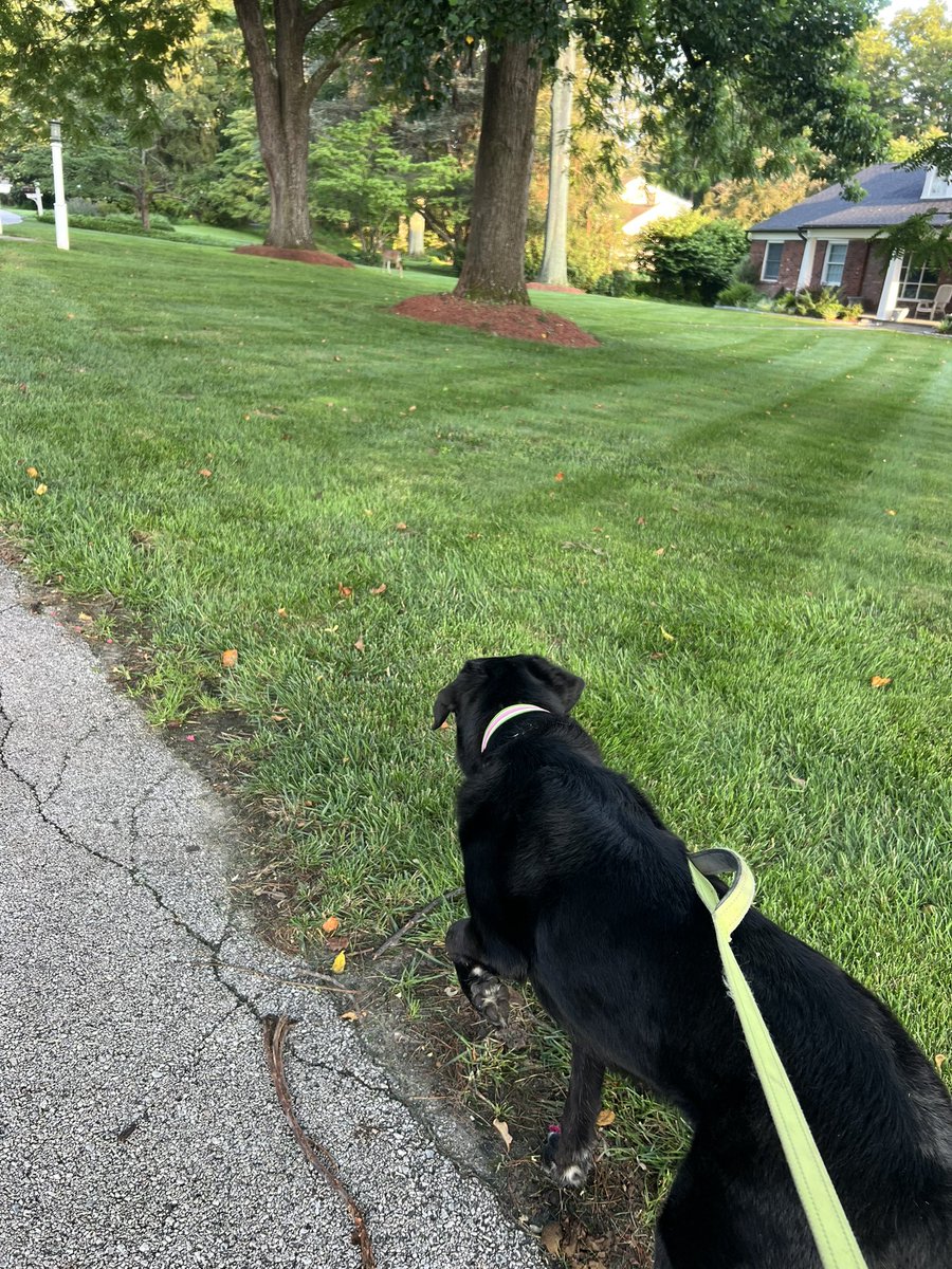 christen_rexing's tweet image. Lovely morning walk 🐕🦺🌅♥️
