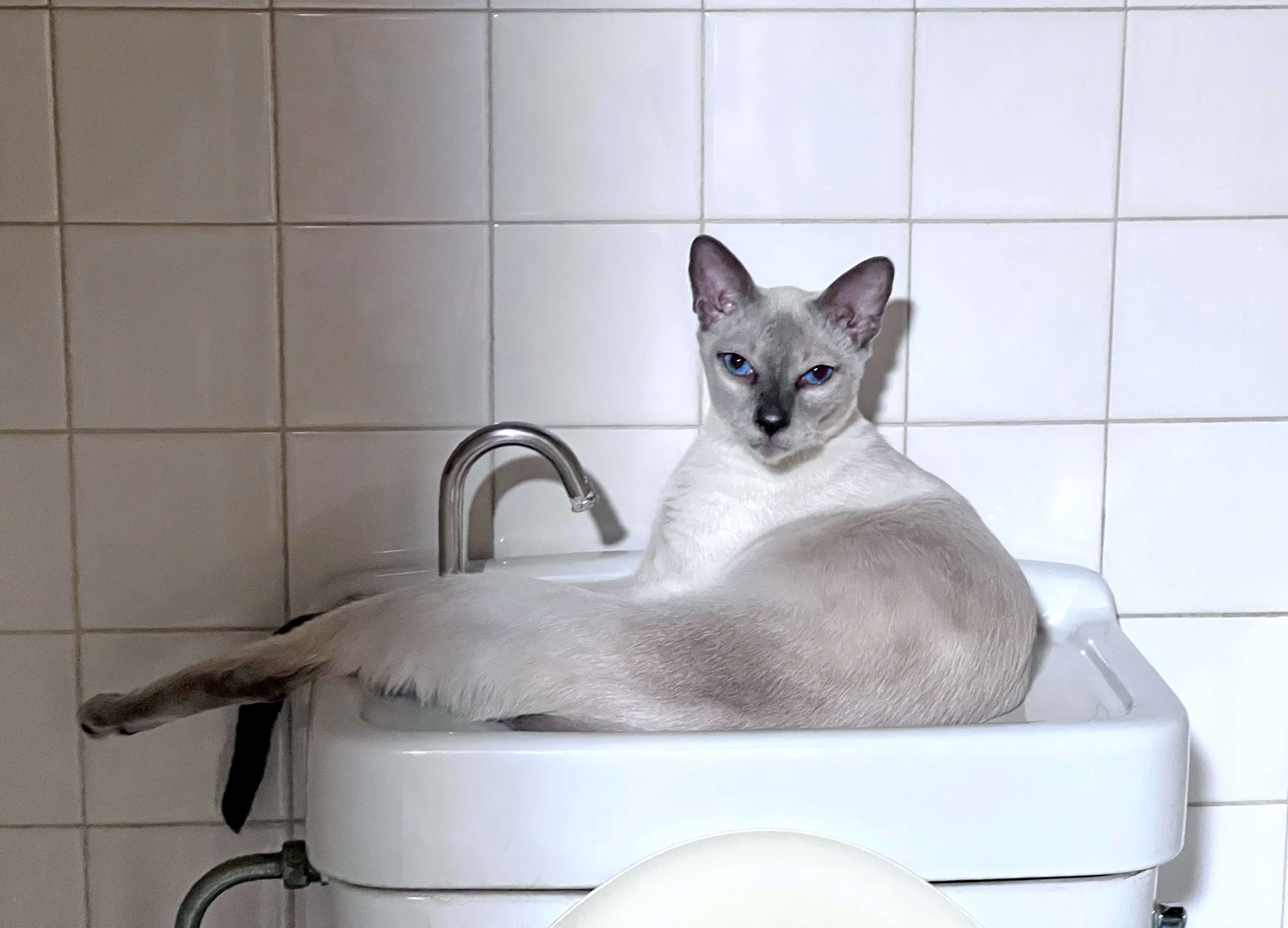 シャム猫 - Search / X