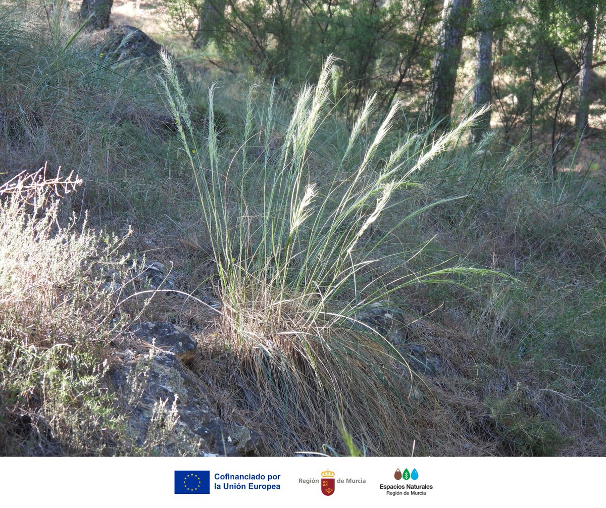 El #Esparto es clave en #ElVallePR 🌾

✅ Previene la erosión
✅ Es resistente a la sequía y al calor extremo
✅ Es parte de nuestra cultura: cuerdas, cestos, alpargatas

Es una planta con valor ecológico y etnográfico que debemos #Conservar 🌱

#Biodiversidad #PatrimonioNatural