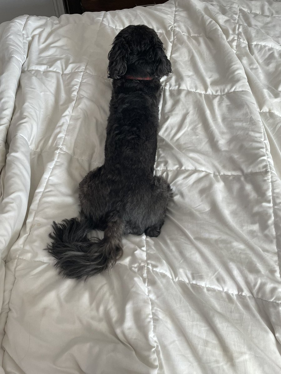 Gm,look at my dog 🐶,im preparing 
his food.
