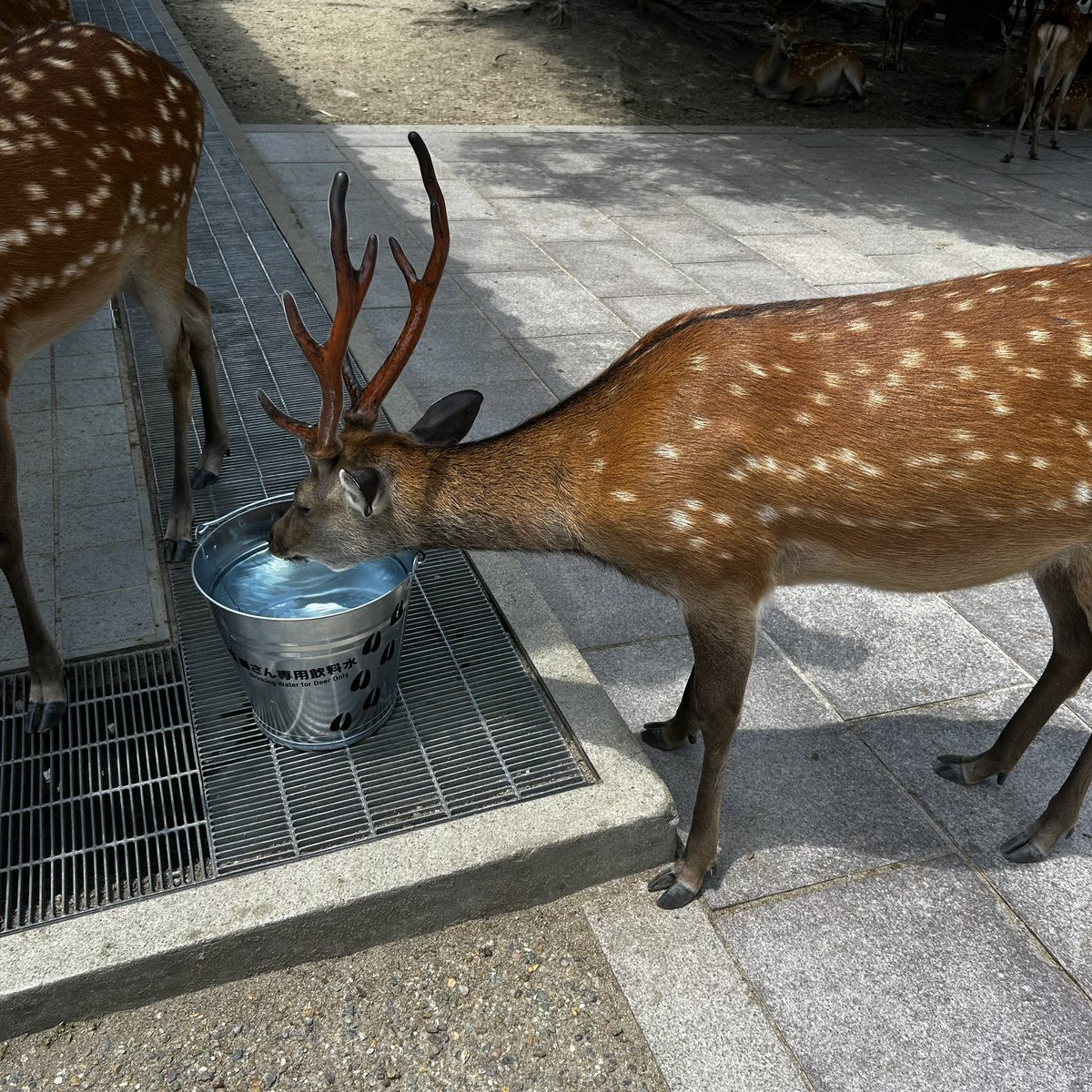 miyuki_usu76755's tweet photo. 鹿せんべい🍘あげに行きました🥹🦌
かき氷とソフトクリームとモンブラン、すごく美味しかった！
#鹿せんべい
#奈良公園
#大和茶大福専門店
#GRANCHA https://t.co/43HsWbSvD3