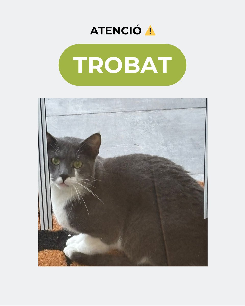 ATENCIÓ ⚠️: S’ha trobat aquest #gat sense xip a #RodaDeTer. Molt manyac. Algú el busca o el reconeix? Màxima difusió 🙏🏼

#NoAbandonis #Osona
