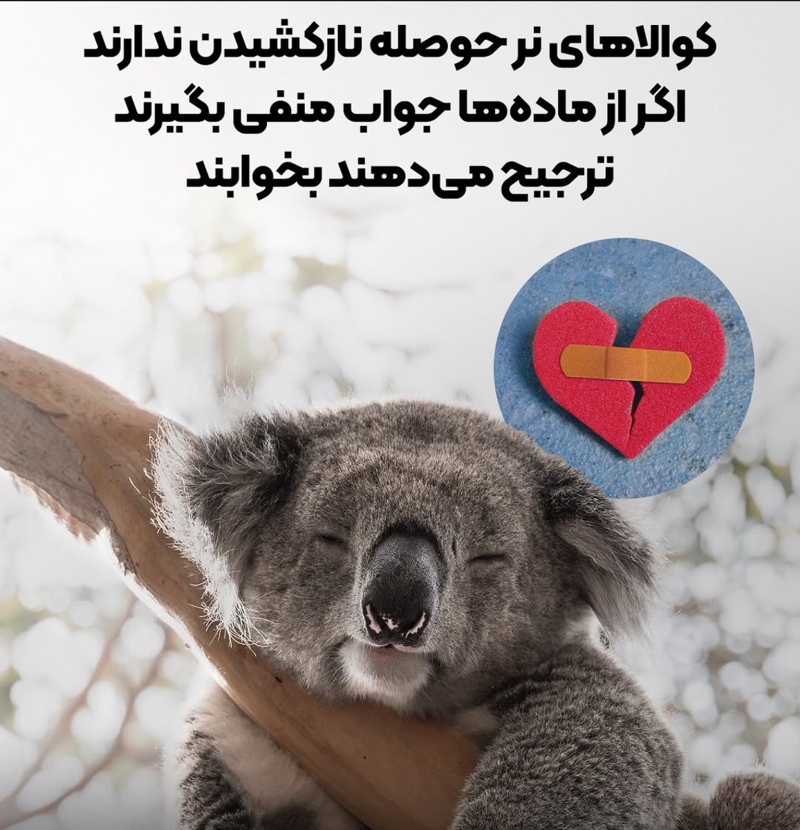 Rusty__mind's tweet image. Me 🦥🦥🦥