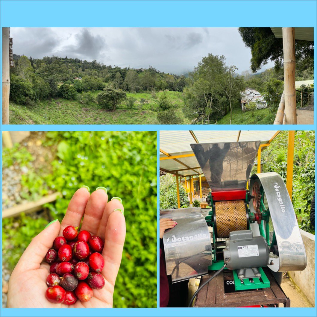 MissCDFarran's tweet image. Outside of #Bogota, there is a wonderful coffee farm near #Choachi. There Iβve learnt all about coffee, from seed to cup πππΌββοΈβοΈπ¨π΄