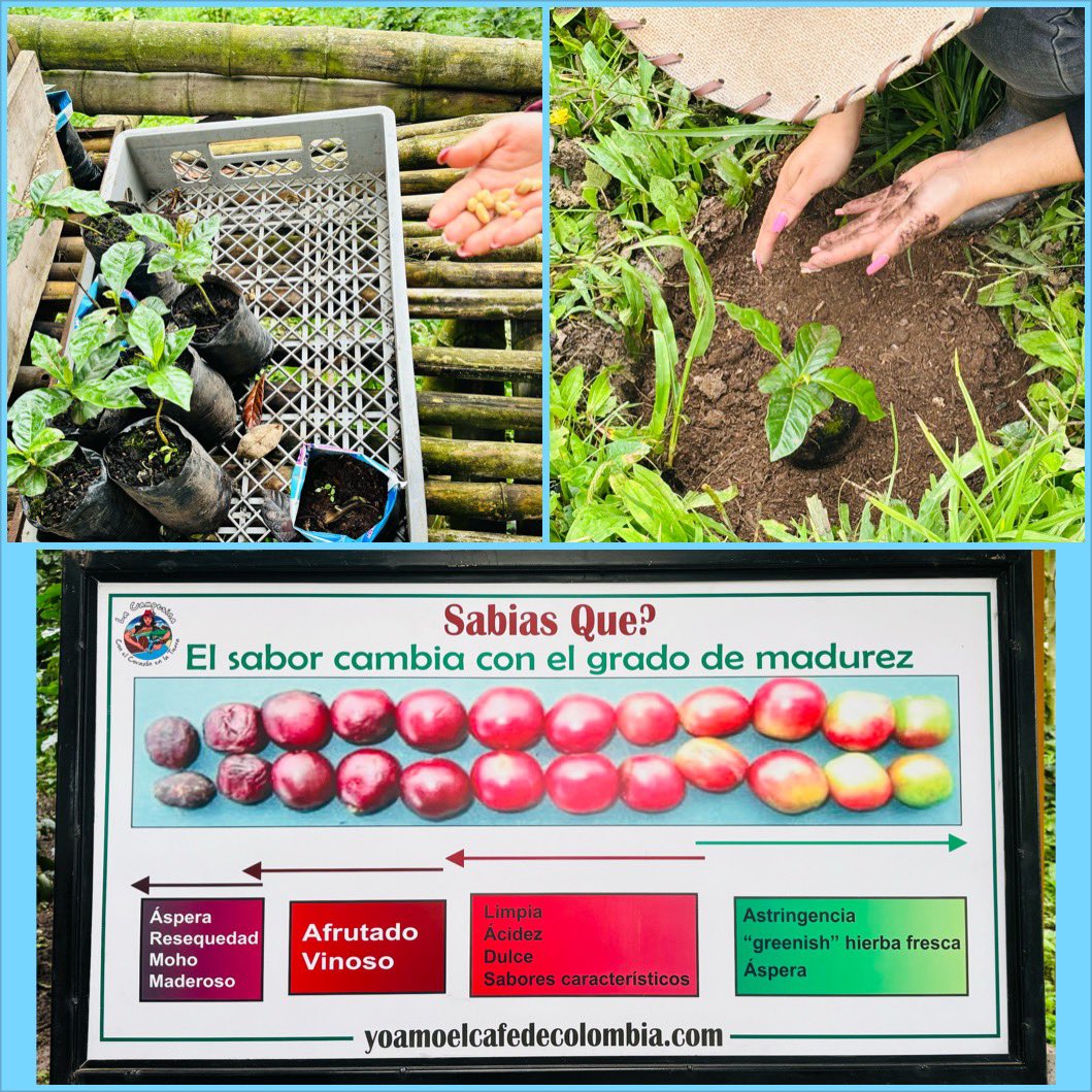MissCDFarran's tweet image. Outside of #Bogota, there is a wonderful coffee farm near #Choachi. There Iβve learnt all about coffee, from seed to cup πππΌββοΈβοΈπ¨π΄