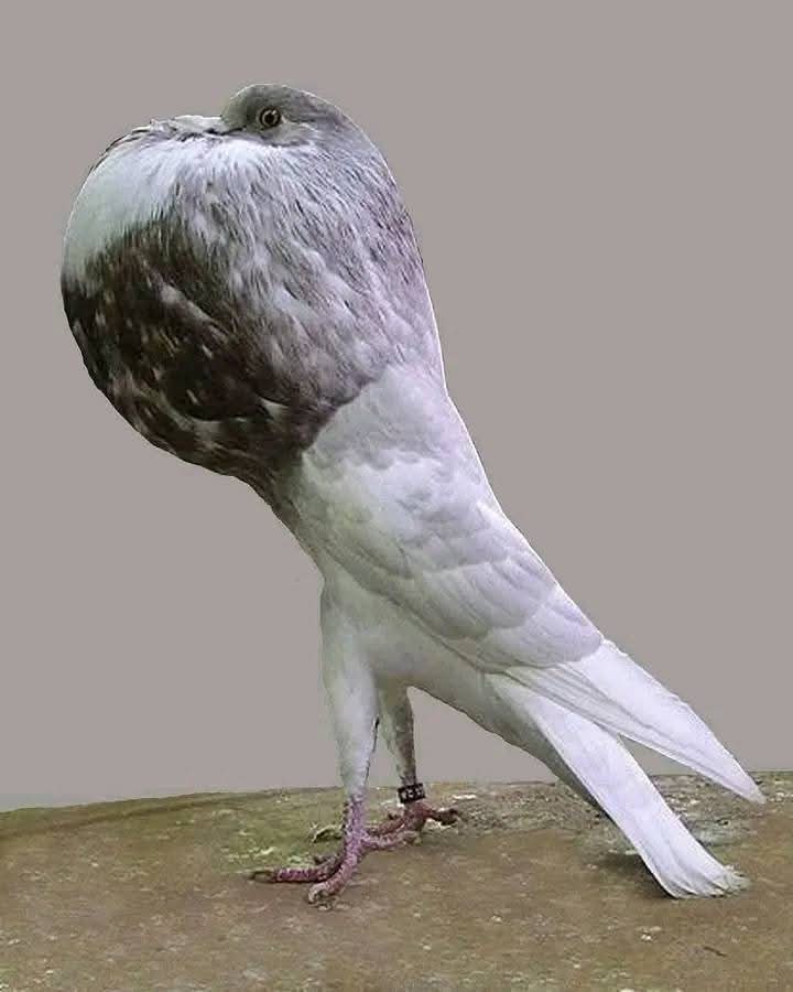 basfeellin's tweet image. Tu sais garder un secret ?