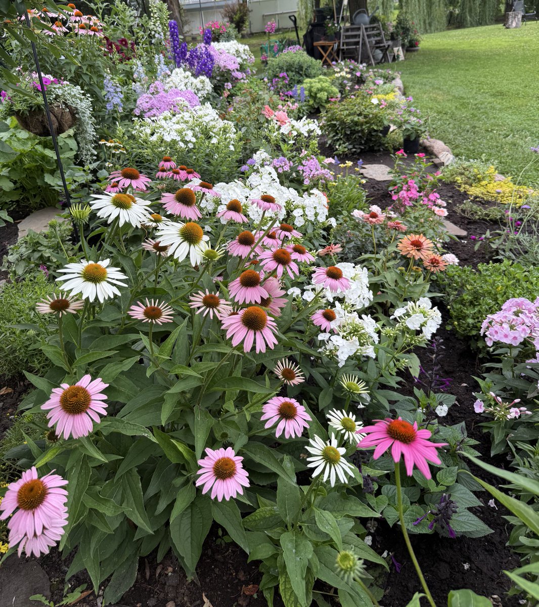 RCEY28's tweet image. Not all purple coneflowers are purple! Hope you have a great day today!