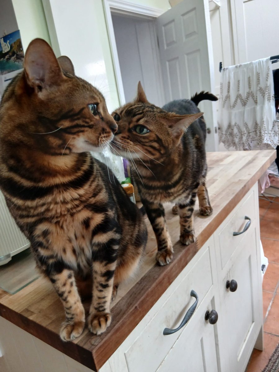 EurovisionFaith's tweet image. Happy 11th birthday to my cats Pumpkin and Butternut (Butty for short) may they continue to live long and healthy lives because I genuinely don’t know how I’d cope without them