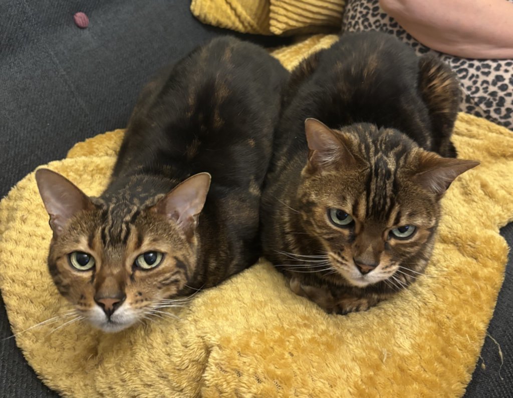 EurovisionFaith's tweet image. Happy 11th birthday to my cats Pumpkin and Butternut (Butty for short) may they continue to live long and healthy lives because I genuinely don’t know how I’d cope without them