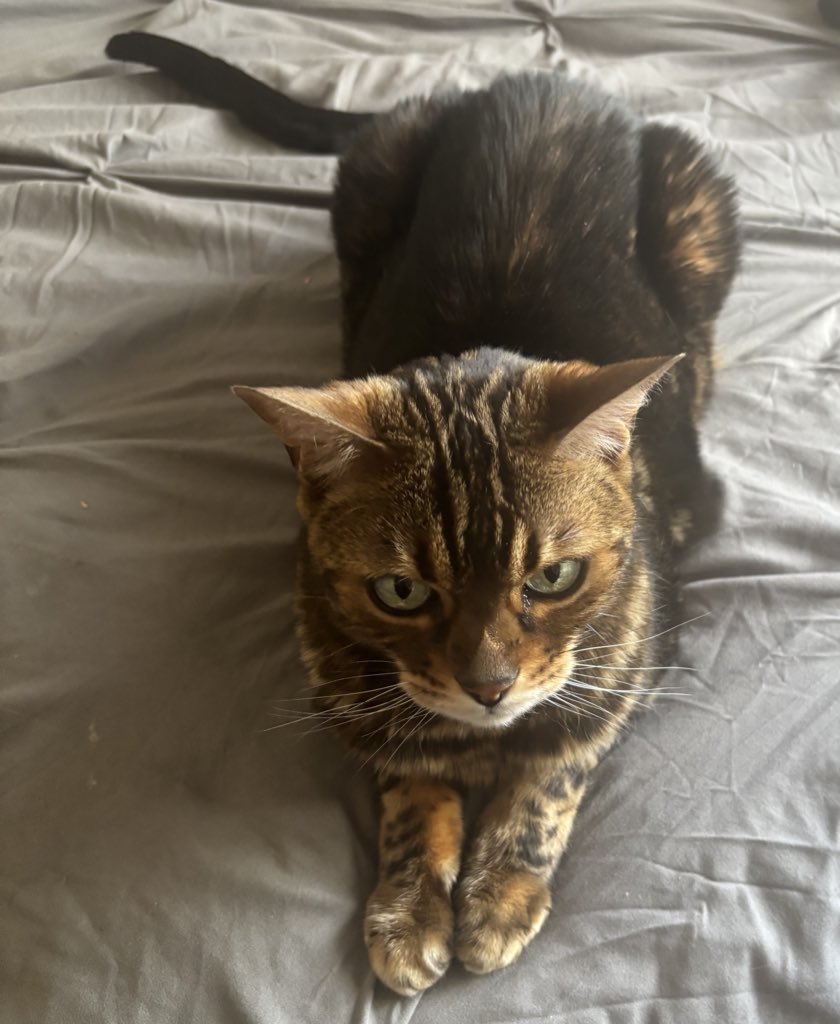 EurovisionFaith's tweet image. Happy 11th birthday to my cats Pumpkin and Butternut (Butty for short) may they continue to live long and healthy lives because I genuinely don’t know how I’d cope without them