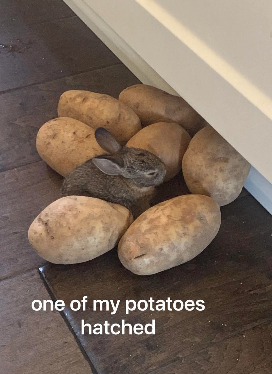 😅🥔🐇