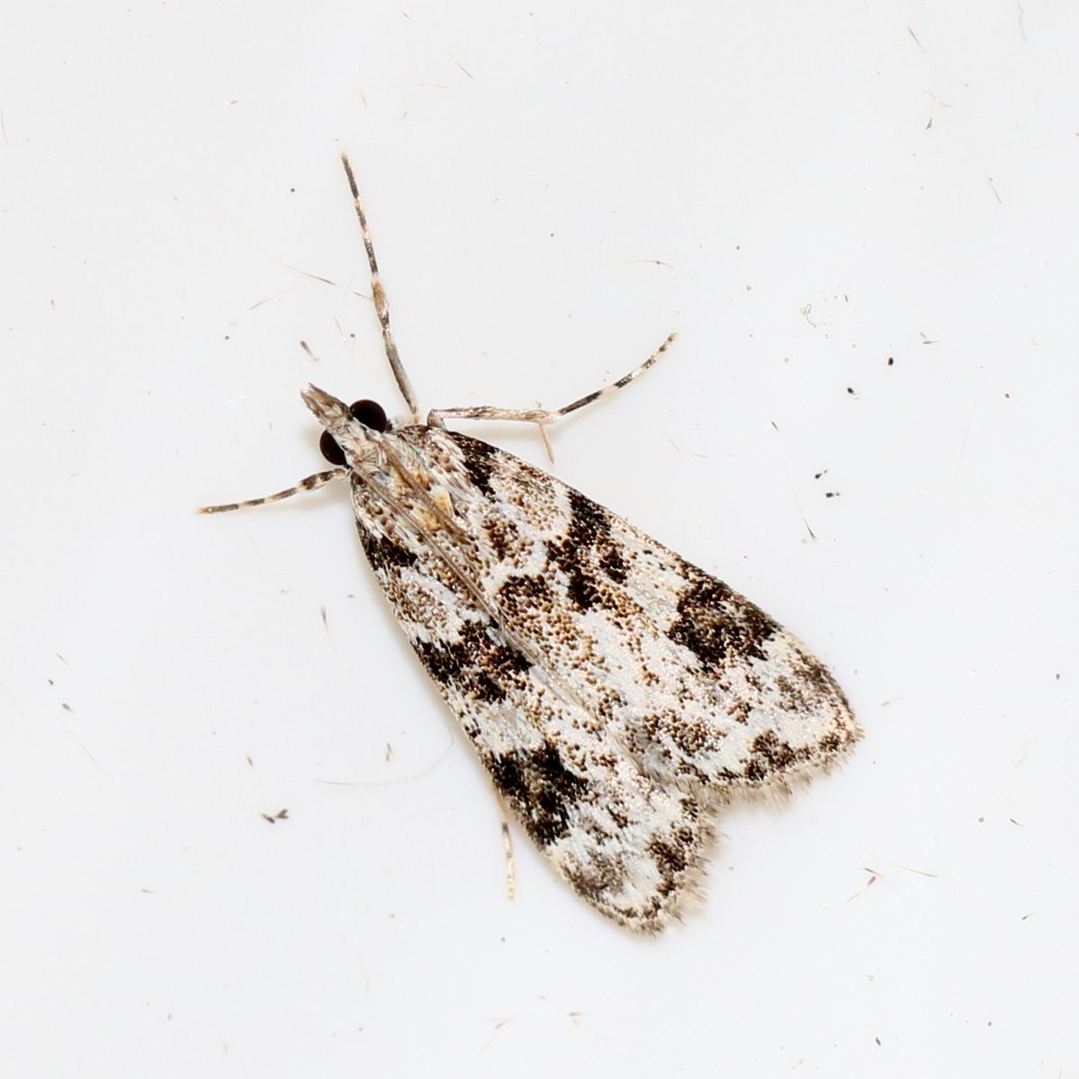 Karin_B_E's tweet image. Een macro en een micro van toen de zon nog scheen.

#ZwartvlekDwergspanner (2 juli)
#ZwartvlekGranietmot (29 juni)

What&apos;s in a name!

#insectenopdeboerderij #mottenspotten